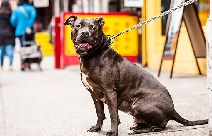 Brown pit-bull-terrier-type dog on a leash in front of a yellow sign with red letters in Chinatown in New York City