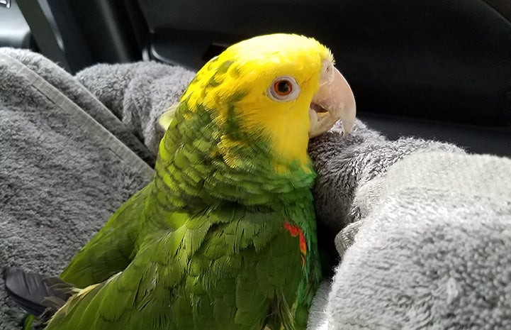 Buttercup the yellow-headed Amazon parrot in a towel