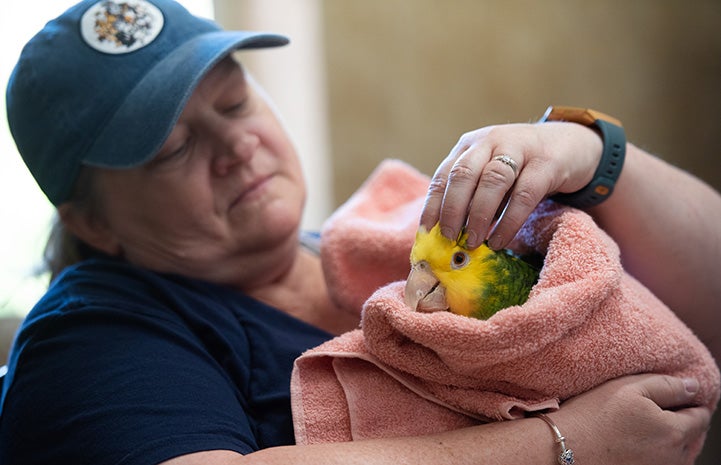 Buttercup the yellow-headed Amazon parrot being held in a towel by a woman