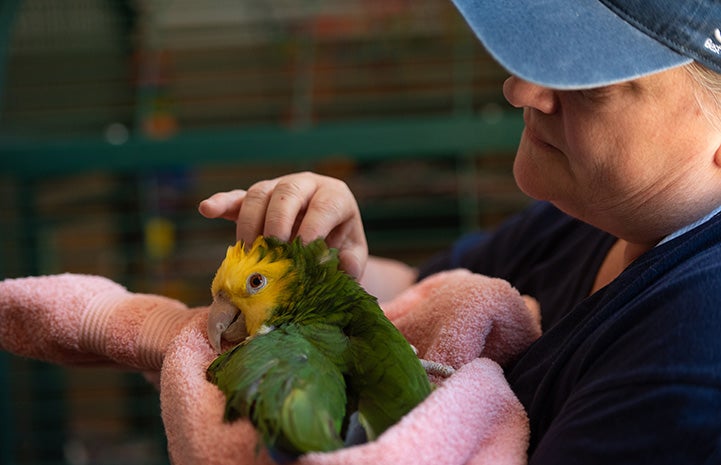 Woman holding Buttercup the yellow-headed Amazon parrot in a towel
