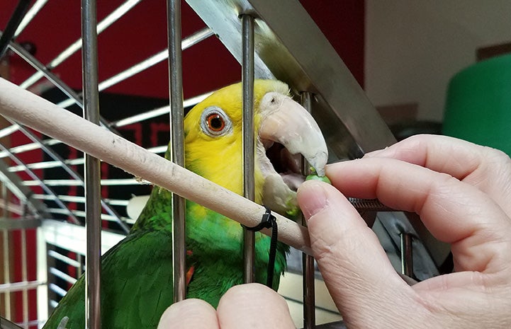 Buttercup the yellow-headed Amazon parrot in her enclosure reaching out for a treat