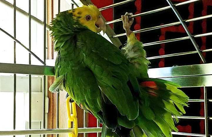 Buttercup the yellow-headed Amazon parrot in her enclosure at home