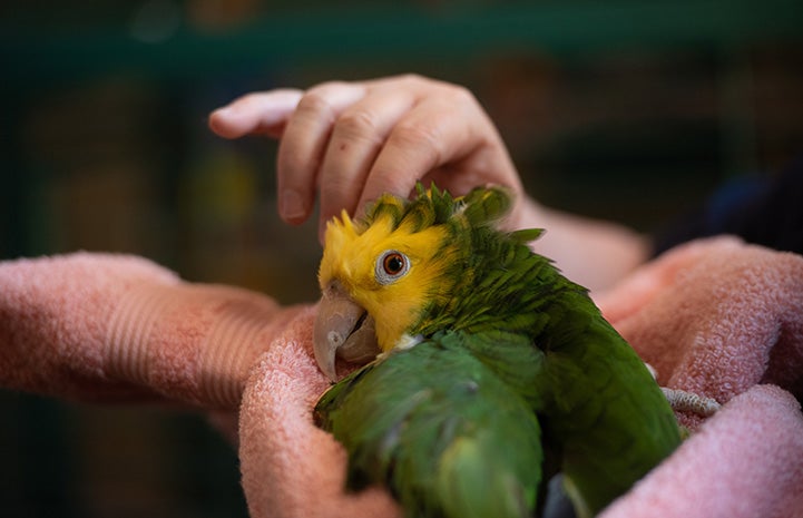 Buttercup the yellow-headed Amazon parrot in a towel
