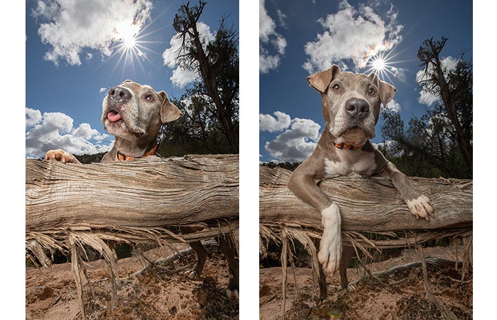 Two photos of Yvonne, a gray and white pit bull terrier hanging her paws over a fallen log