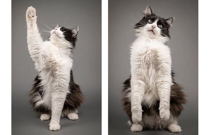 Two photos of Zorro, a black and white cat, one where he's reaching his paw up