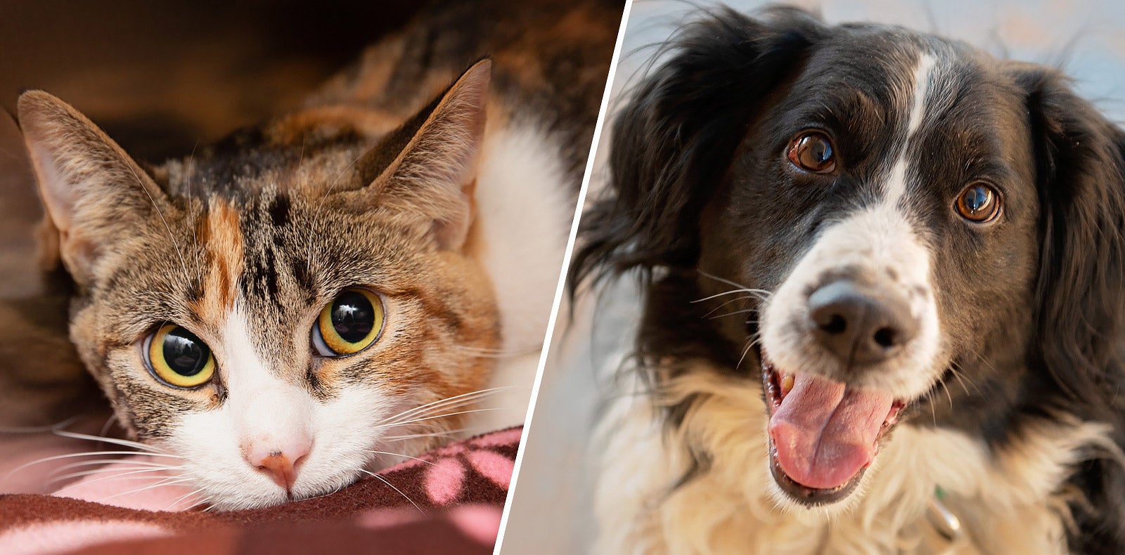 Adoptable cat and dog at Best Friends Animal Sanctuary