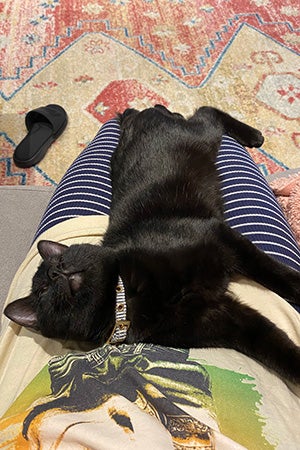 Pablo the kitten lying on a lap