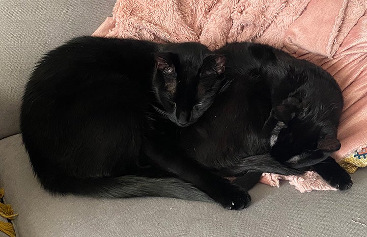 Black and and Pablo the kitten sleeping snuggled next to one another on a blanket