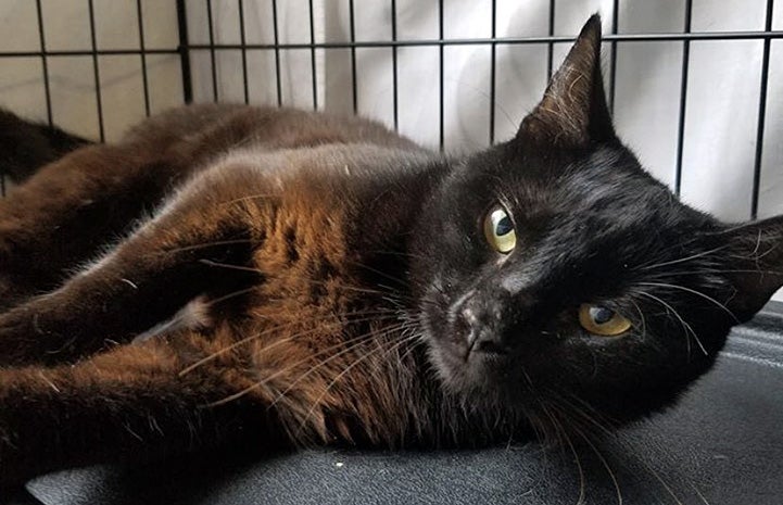 Jett the black cat lying on his side in a kennel