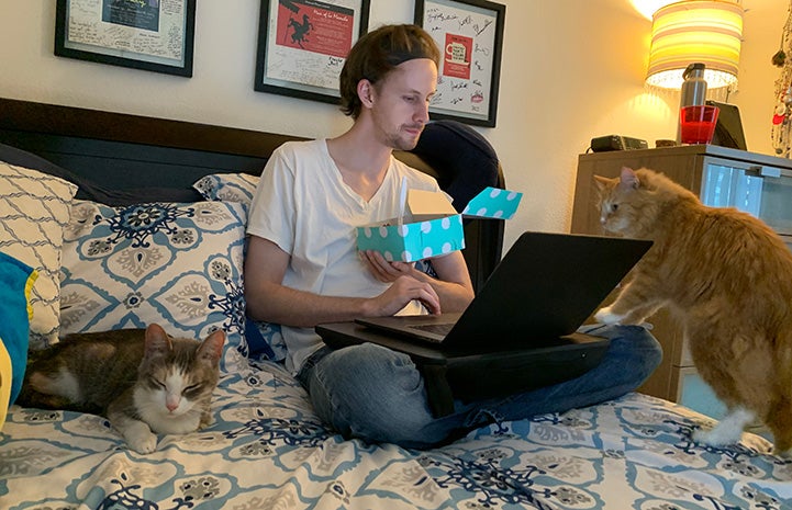 Poppy the cat on a bed with a person looking at a laptop computer and foster kitten