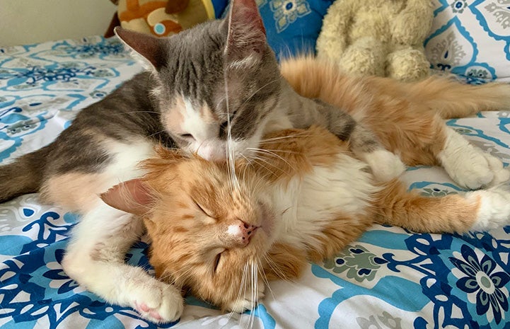 Cookie the foster kitten grooming Poppy the cat