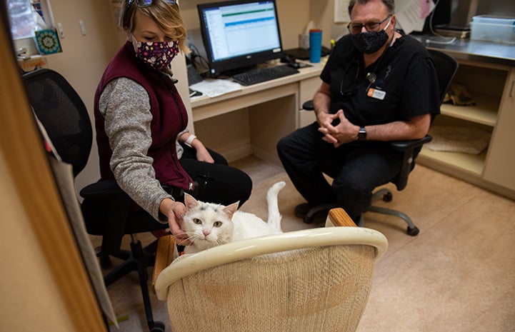 Monkey the cat on a chair in an office with two people wearing masks behind him