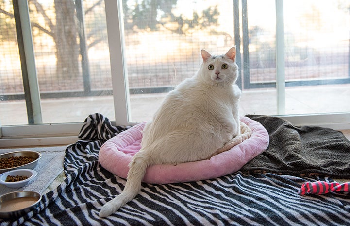 Monkey the cat on a bed by a window when he was 31 pounds