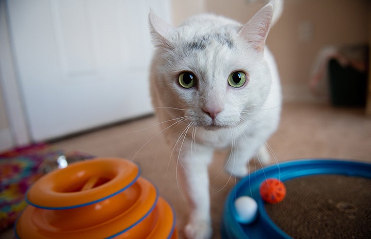 Monkey the cat walking toward the camera between toys