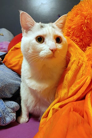 Monkey the cat partially under an orange blanket
