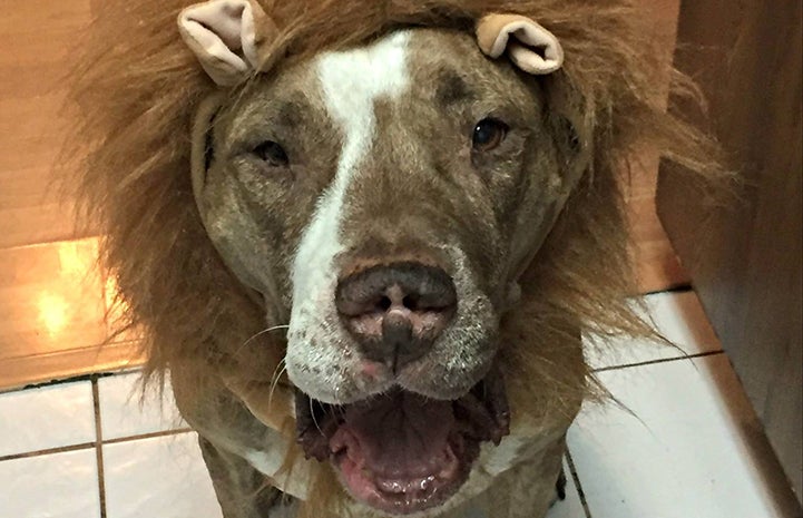 Turtle is the kind of dog who doesn’t mind putting on a costume