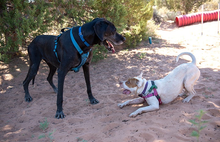 Taquito the dog play bowing to Marmaduke, another larger dog