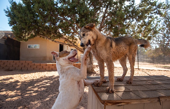 Taquito and Elmo the dogs playing together