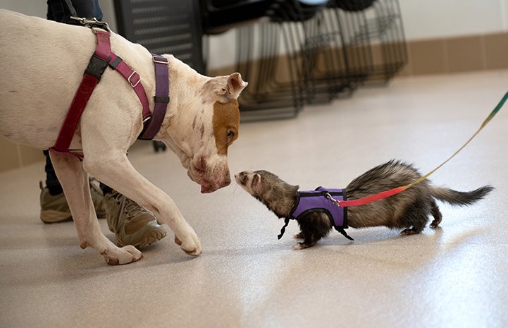 Taquito the dog sniffing a ferret who is leashed in a harness nose-to-nose