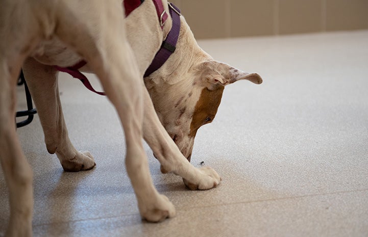 Taquito the dog sniffing a fly on the ground