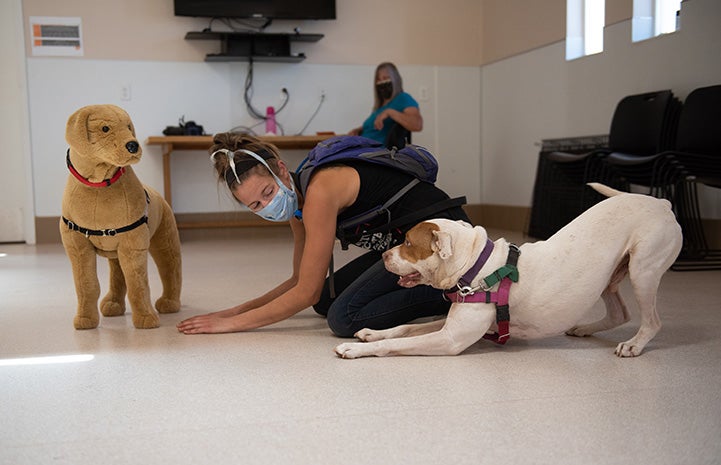 Taquito the dog play bowing to a stuffed dog while a masked person also play bows