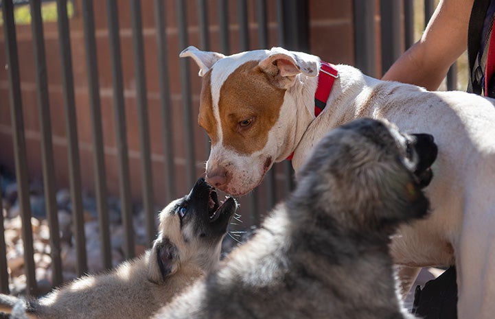 Taquito the dog nose-to-nose with Weka the puppy