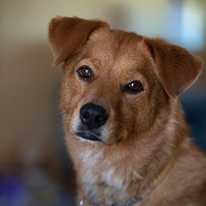 Older brown dog with head tilted to the side