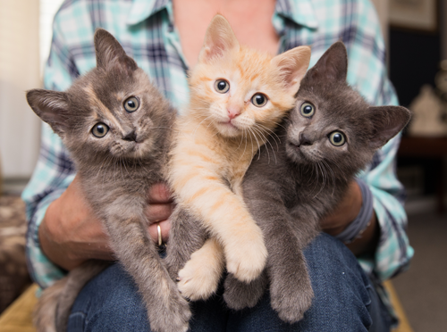 Person holding three small kittens in a home