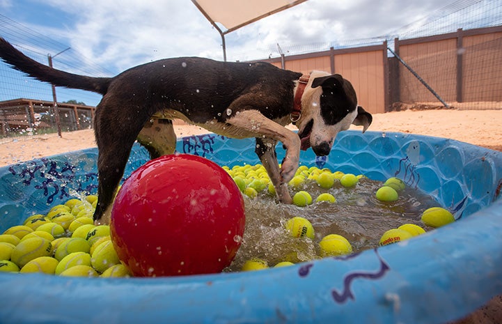 Safira the dog playing in a small pool that contains water and floating tennis balls and one large red ball