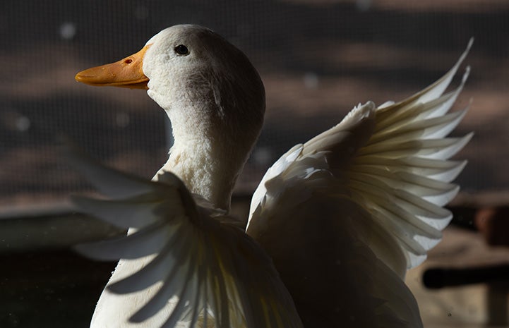 Woodstock the duck flapping his wings