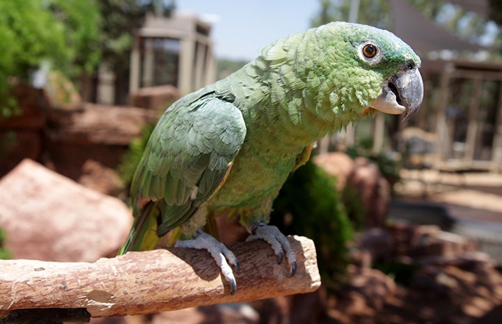 Paco the Amazon parrot standing on a wood perch
