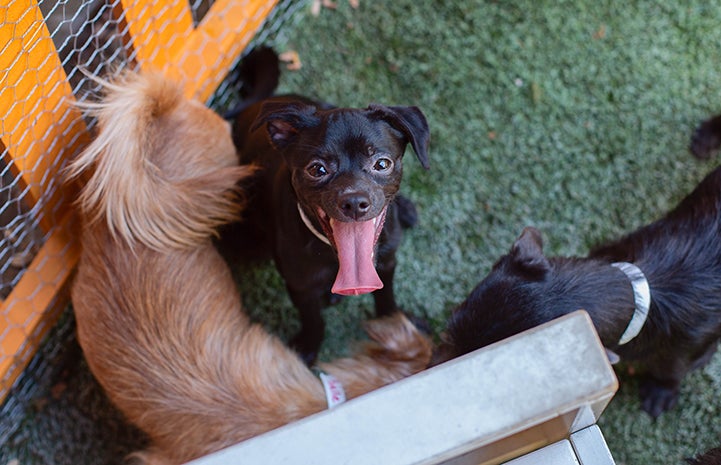 Small black dog with tongue hanging out, rescued from a hoarding situation