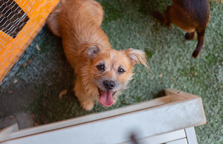 A fuzzy tan terrier dog from a hoarding situation