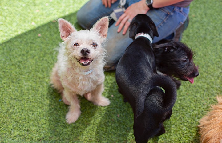 Blond terrier mix dog with upright ears looking at the camera and two small black dogs looking away