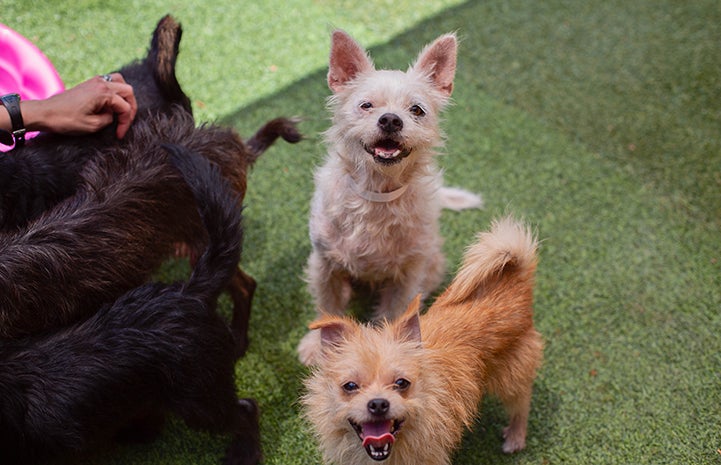 Two fuzzy terrier mix dogs, rescued from a hoarding situation