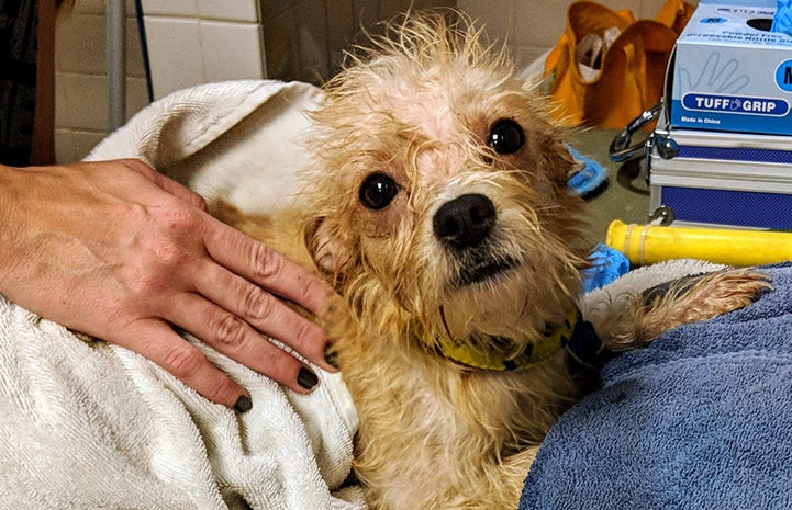 A light colored terrier mix dog getting a bath