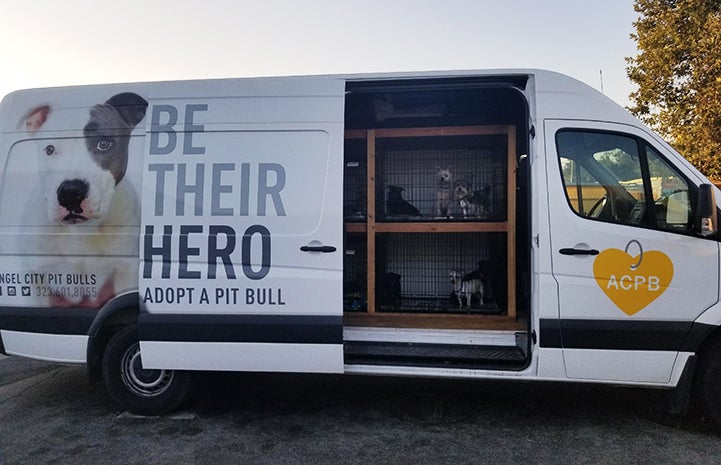Dogs rescued from a hoarding situation in kennels in an Angel City Pit Bulls van