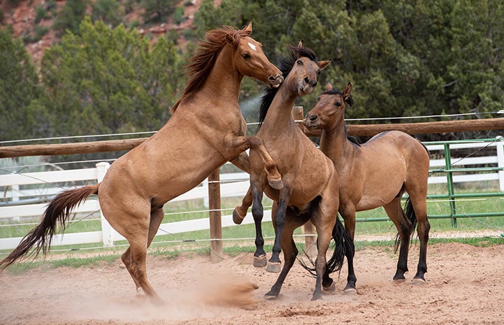 Peanut the horse rearing up playing with two other equine friends
