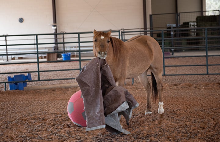 Peanut the horse playing with a tarp