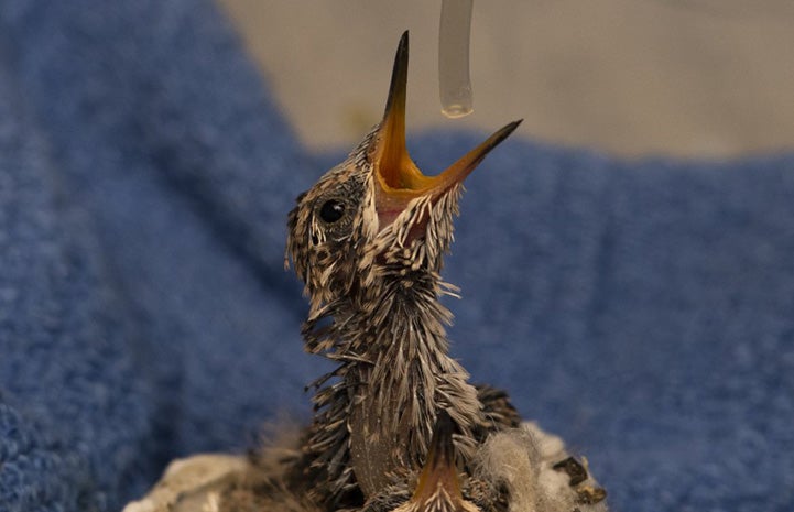 Baby hummingbird being fed with a tube