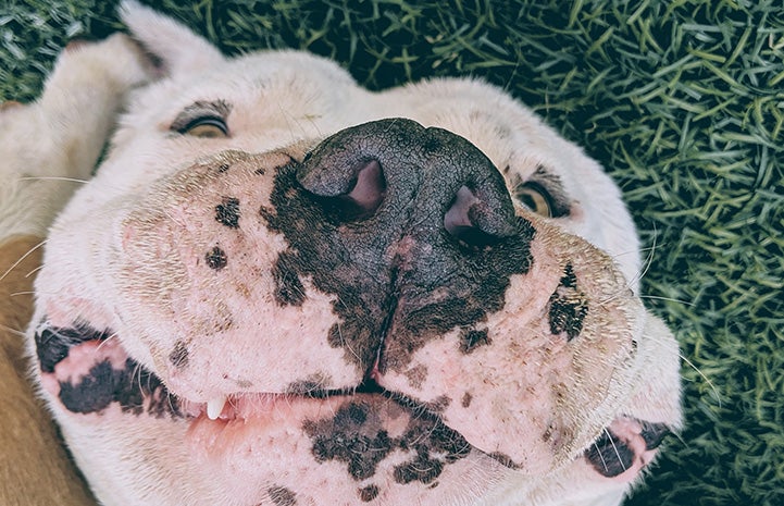 Walter the white mastiff lying on his back and smiling