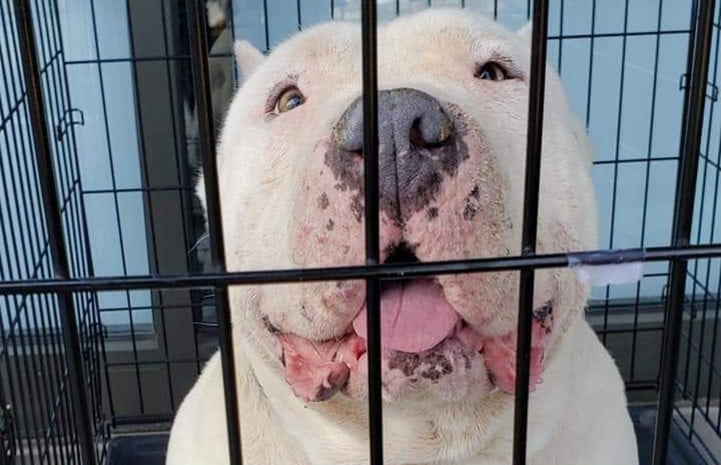 Walter the white mastiff in a wire kennel