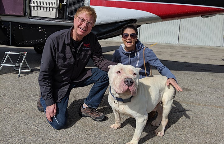 Walter the white mastiff dog with Melissa and a man in front of a transport plane
