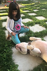Young girl kneeling down next to Walter the white mastiff, who is rolled over on his back