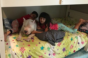Walter the white mastiff snuggling in bed with two kids