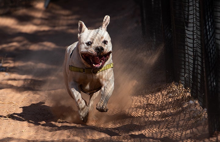 Calvin the dog running in the sand outside alongside a fence