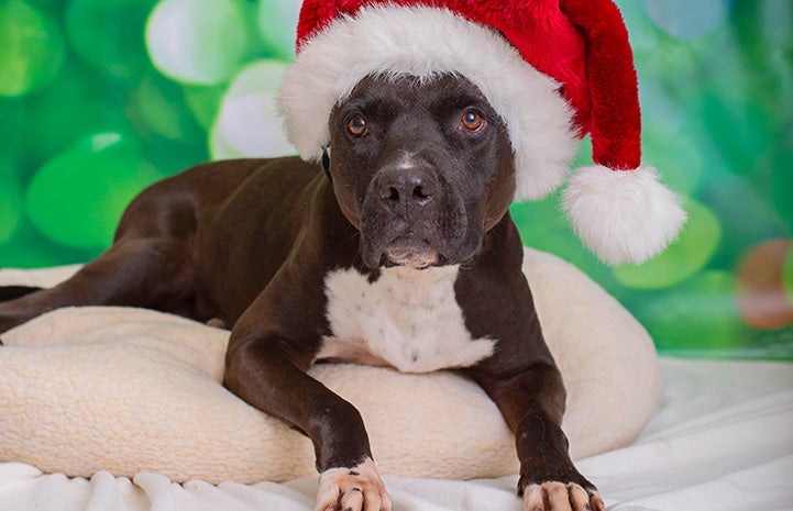 Gunner the dog wearing a Santa hat