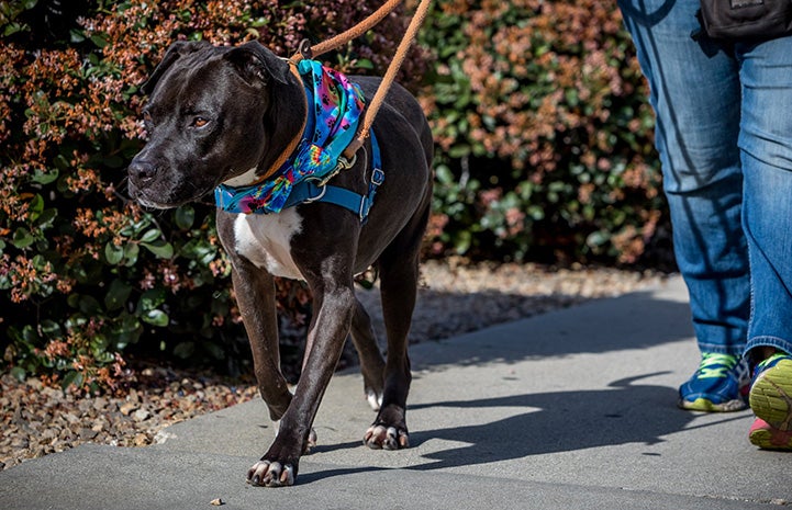 Gunner the dog being walked on a leash