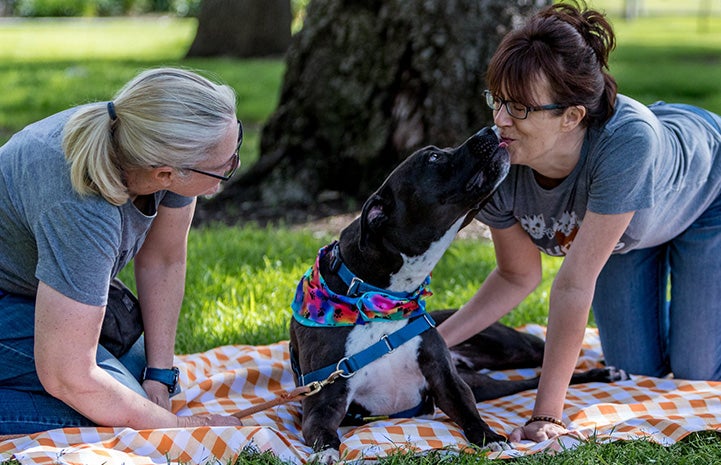 Gunner the dog lying on a picnic blanket with two women, kissing one of them