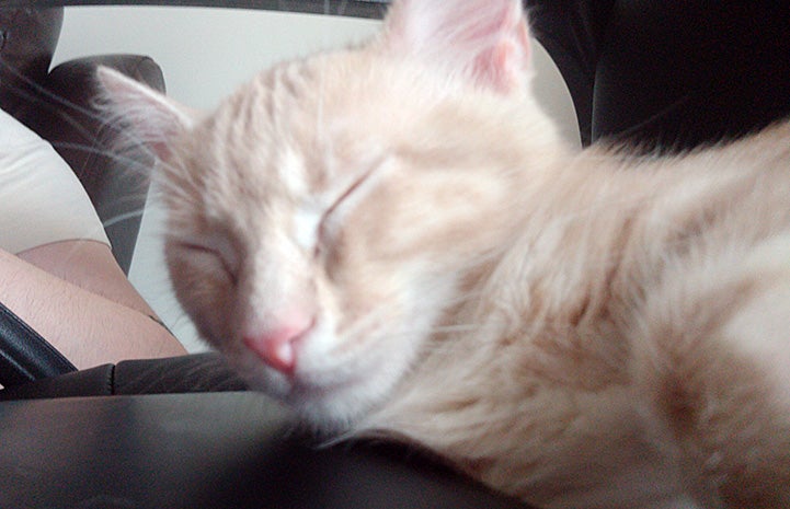 Cream tabby kitten, Peach, sleeping